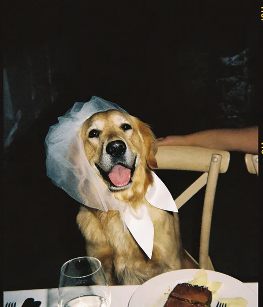 Dog veil