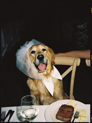 Golden retriever in a veil at a dinner table